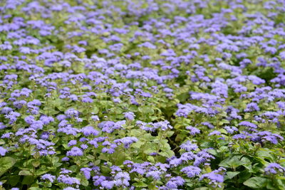 Close-up of purple flowering plants on field