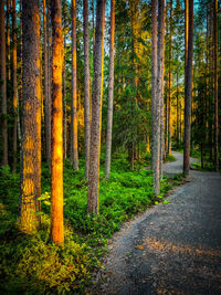 Trees in forest