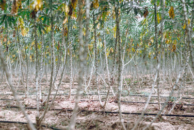 Plants growing on land in forest