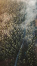 Aerial view of clouds over trees in forest