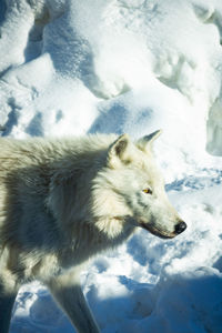 Close-up of fox on snow covered field