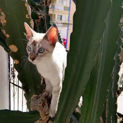 Portrait of cat sitting by plant