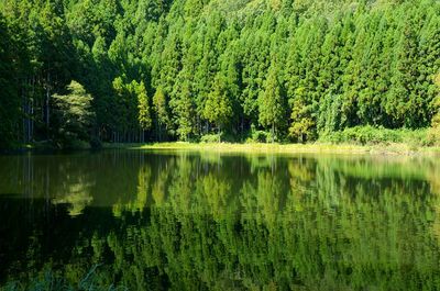 Scenic view of lake in forest