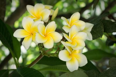 Close-up of yellow flowers blooming outdoors