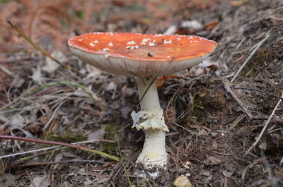 Close-up of mushroom growing on field