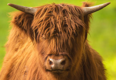 Close-up of a horse