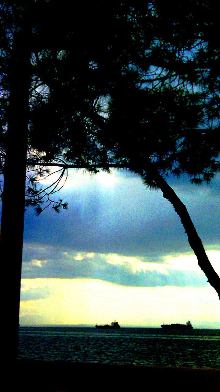 tree, sky, plant, nature, beauty in nature, tranquility, silhouette, tranquil scene, scenics - nature, sunlight, cloud, reflection, light, water, no people, darkness, growth, evening, sunset, dusk, outdoors, land, branch, sea, idyllic, tree trunk, day, trunk