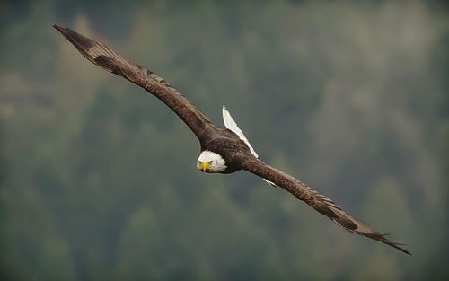 Close-up of eagle flying against blurred background