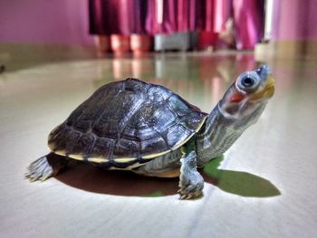 Close-up of a turtle