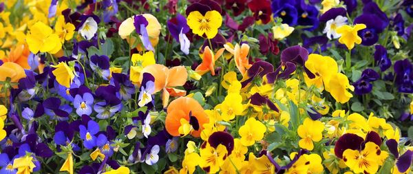 Close-up of yellow crocus flowers in park