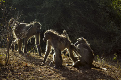 Monkeys on a field