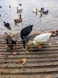 bird