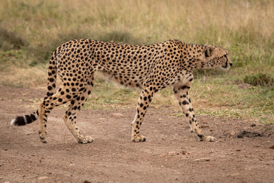 Cheetah walking on field