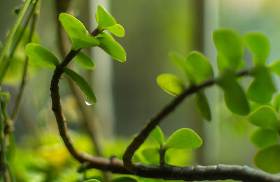 Close-up of plant