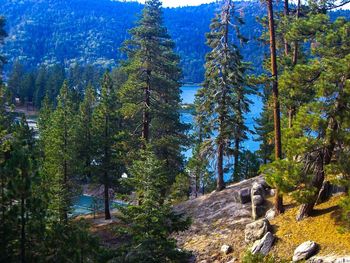 Pine trees in forest