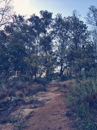 Trees in forest against sky