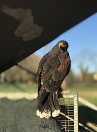 Close-up of bird perching on wood