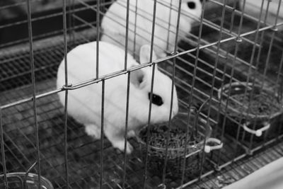 Close-up of bird in cage