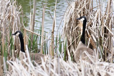 Birds in a lake