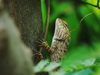 Close-up of grasshopper on a land