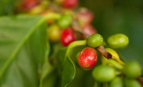 Coffee bean coffea arabica caturra grows in southern florida