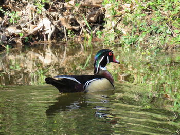 Side view of a duck in lake