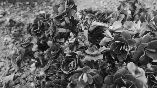 Close-up of flowers