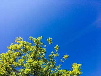 Low angle view of flowering tree against clear blue sky