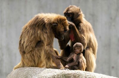 Monkey sitting on rock