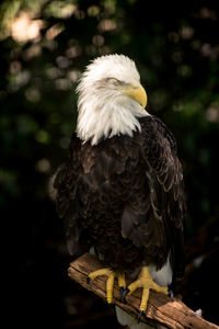 Close-up of bald eagle perched on tree