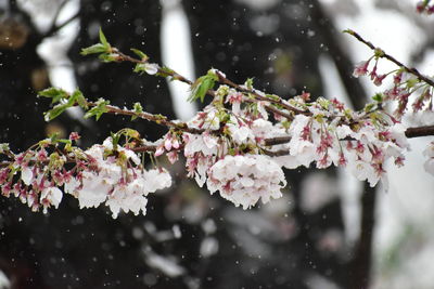 Close-up of frozen plant during winter