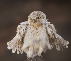 Close-up portrait of owl against black background