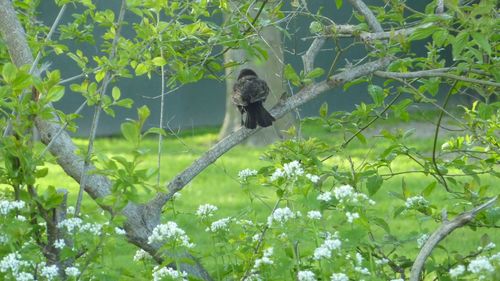 Low angle view of bird perching on tree