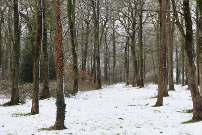 Trees in snow covered forest