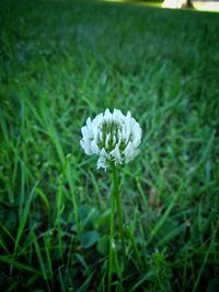 Close-up of white flowering plant