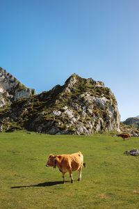 Cows on grassy field against clear sky