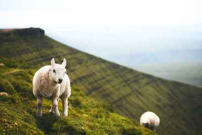 Sheep in a field