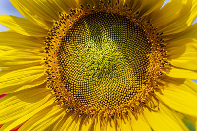 Close-up of sunflower