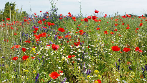 Close-up of red tulips blooming in field