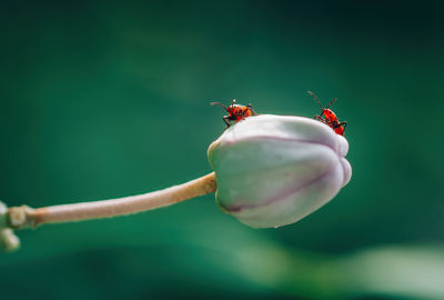 Close-up of insect on flower