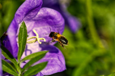 Close-up of bee pollinating on purple flower