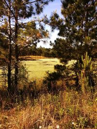 Scenic view of trees growing on field against sky