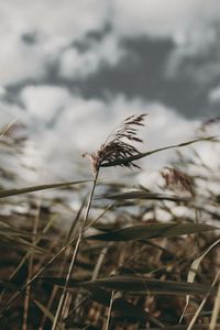 Close-up of plant against sky
