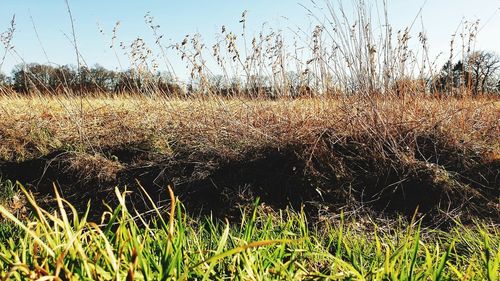 Grass growing in field