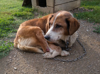 Old weak dog on chain with wound on leg resting on ground near wooden dog house