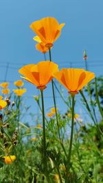 Close-up of yellow flowers blooming on field against sky