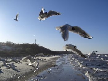Seagulls flying against clear sky