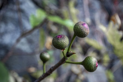 Close-up of berries growing on tree