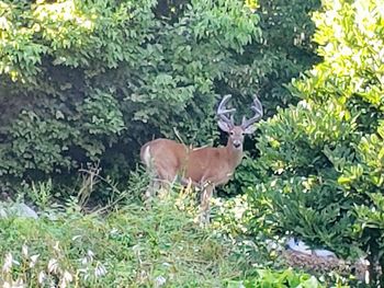 Deer in a tree