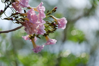 Close-up of pink cherry blossoms